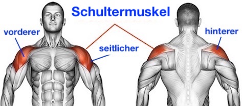 Seitheben lernen: Die Anatomie-Grafik zeigt die gezielte Aktivierung von vorderer, seitlicher und hinterer Schultermuskulatur für ein gelenkschonendes Training.