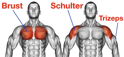Bodyweight Training Brust: Anatomie-Grafik veranschaulicht die gezielte Aktivierung von großer Brustmuskulatur, vorderer Schulter und Trizeps für ein gelenkschonendes Training.