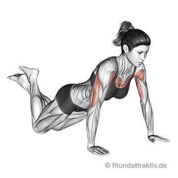 Daheim Brust trainieren Liegestütze kniend: Saubere Auf- und Abwärtsbewegung im vereinfachten Liegestütz ohne Schwung als optimaler Einstieg für Fitness-Einsteiger.