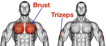 Dips für Brust ab 50: Anatomie-Grafik zeigt die gezielte Aktivierung von Brustmuskulatur und Trizeps für ein gelenkschonendes Training.
