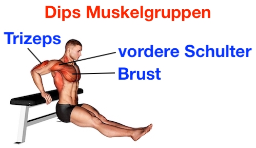 Dips trainieren ab 40: Anatomie-Grafik zeigt die gezielte Aktivierung von Trizeps, Brust und vorderer Schulter für ein effektives Armtraining.