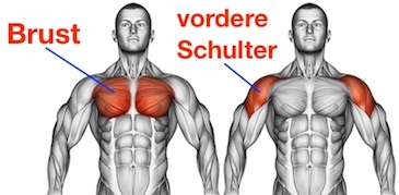 Kabelturm Butterfly ab 50: Anatomie-Grafik zeigt die gezielte Aktivierung von grossem Brustmuskel und vorderem Schultermuskel für ein gelenkschonendes Training.