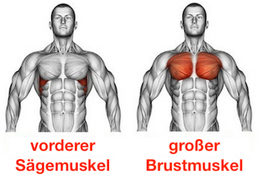 Kabelzug Überzüge ab 40: Anatomie-Grafik zeigt die gezielte Aktivierung von vorderem Sägemuskel und großem Brustmuskel für ein gelenkschonendes Training.