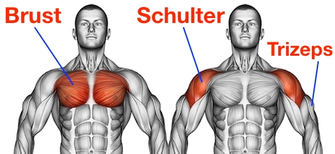 Liegestütze schräg mit Händen erhöht: Anatomie-Grafik zeigt die gezielte Aktivierung von Brust, Trizeps und vorderer Schulter.