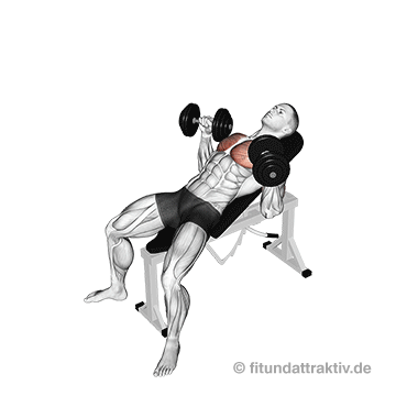 Männerbrust was tun Schrägbankdrücken mit Kurzhanteln: Sauberes Hochführen und langsames Herablassen der Hanteln im kontrollierten Rhythmus zur nachhaltigen Beseitigung der oberen Schwachstelle.