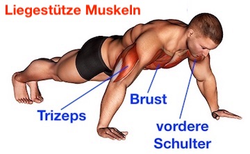 Push-ups: Anatomie-Grafik zeigt die gezielte Aktivierung von Brust, Trizeps und vorderer Schulter.