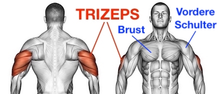 Trizeps Bankdrücken: Anatomie-Grafik veranschaulicht die gezielte Aktivierung von hinterem Oberarmmuskel, Brust und vorderer Schulter für ein gelenkschonendes Training.