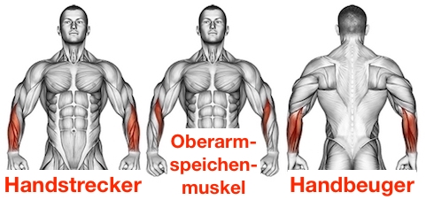 Griffkraft stärken: Medizinische Anatomie-Grafik veranschaulicht die Lage von Handstrecker, Oberarmspeichenmuskel und Handbeuger am menschlichen Unterarm für ein gelenkschonendes Training.